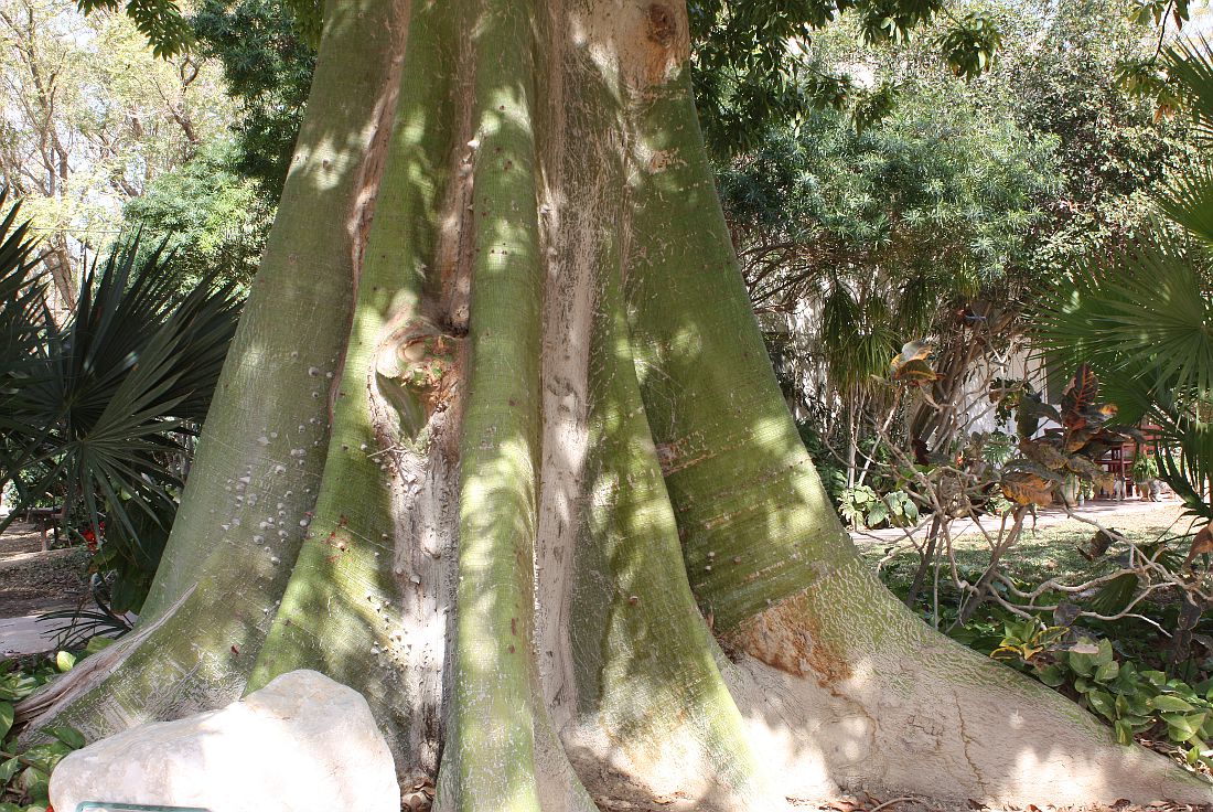 Image of Ceiba pentandra specimen.