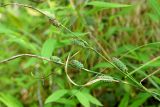 Carex grioletii. Верхние части плодоносящих побегов. Краснодарский край, муниципальное образование город-курорт Сочи, Адлерский р-н, Кудепстинский сельский округ, окр. пос. Дубравный, Кудепстинский дендропарк, широколиственный лес. 05.07.2024.