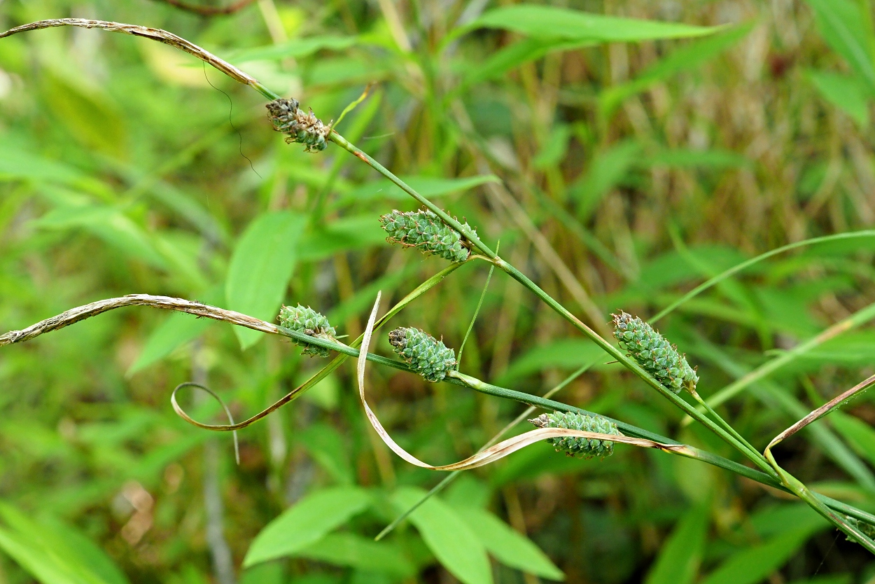 Изображение особи Carex grioletii.