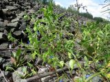 Commelina communis. Цветущие растения на железнодорожной насыпи. Томск, окр. мкр. Просторный. 16.07.2026.