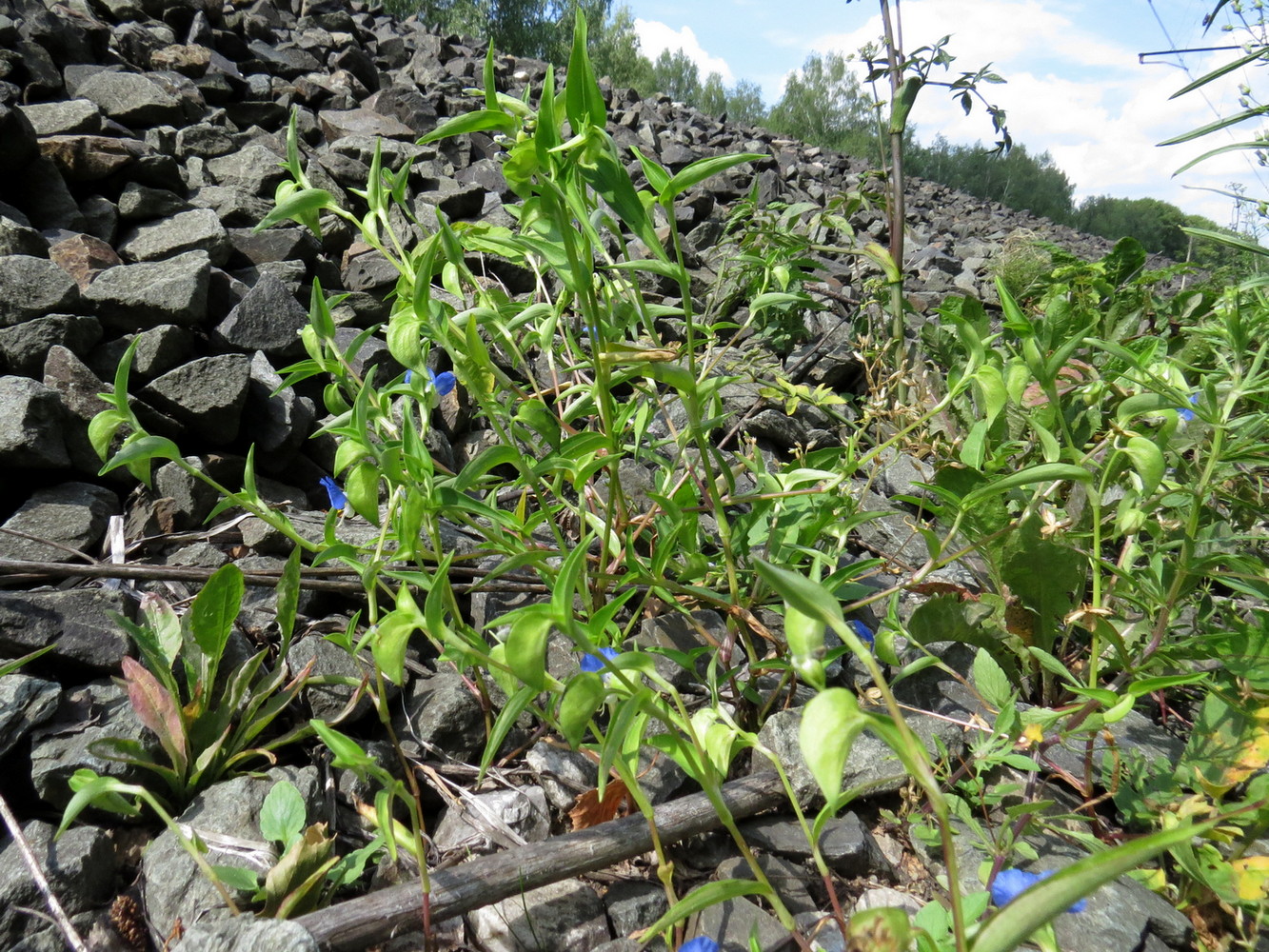 Image of Commelina communis specimen.