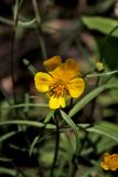 Ranunculus fallax