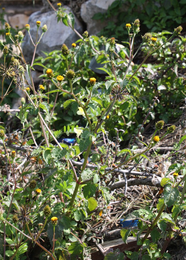 Image of Bidens pilosa specimen.