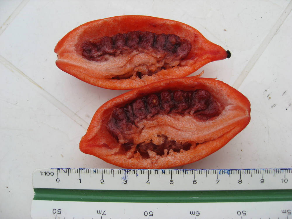 Image of Sinopodophyllum hexandrum specimen.