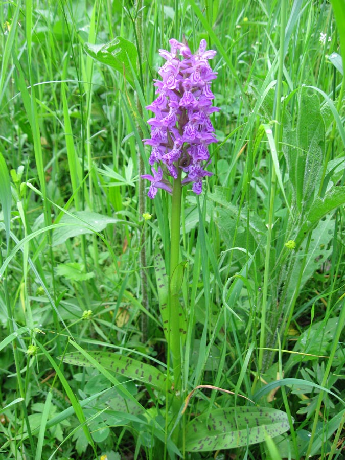Image of Dactylorhiza majalis specimen.
