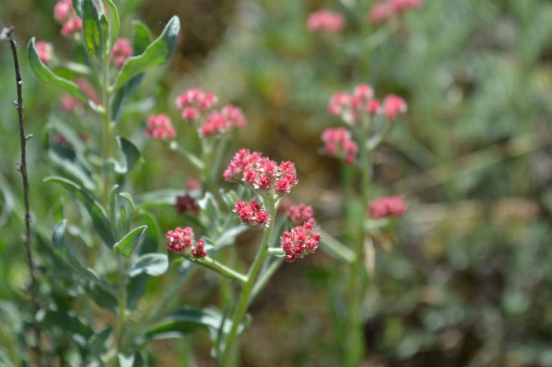 Image of Helichrysum nogaicum specimen.