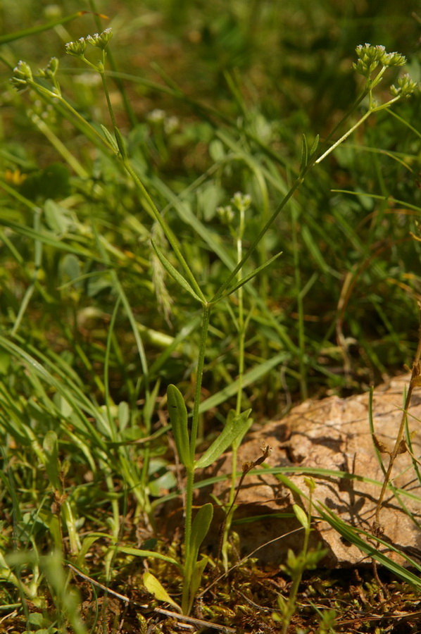 Изображение особи Valerianella dentata.