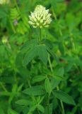 Trifolium pannonicum