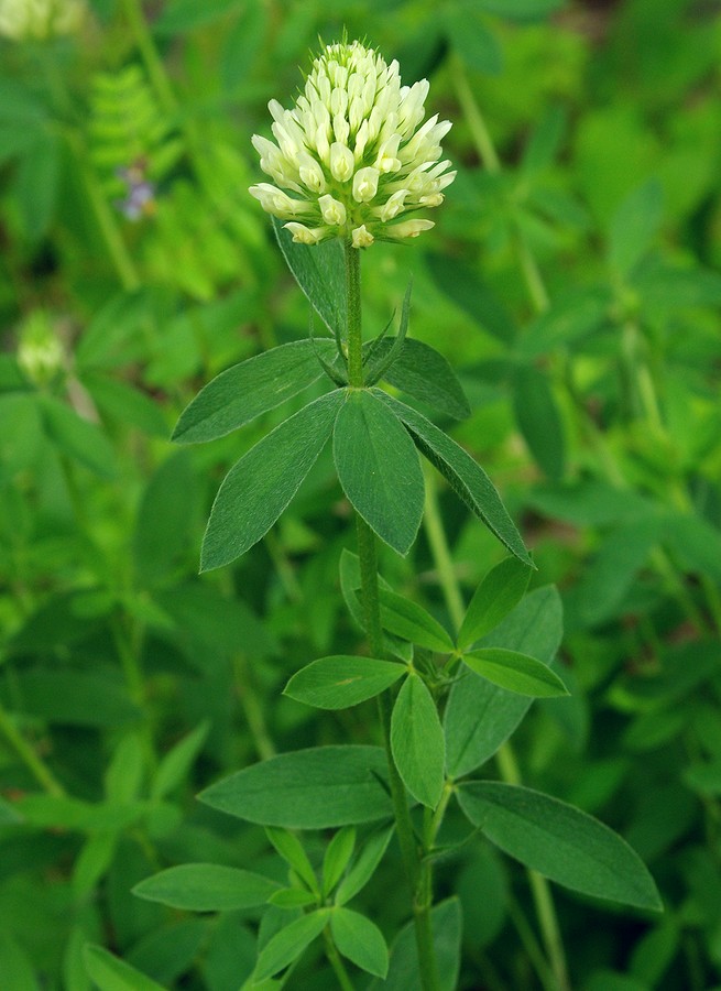 Изображение особи Trifolium pannonicum.