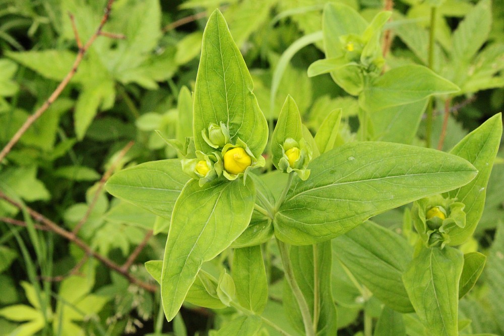 Изображение особи Hypericum ascyron.