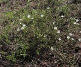 Minuartia leiosperma