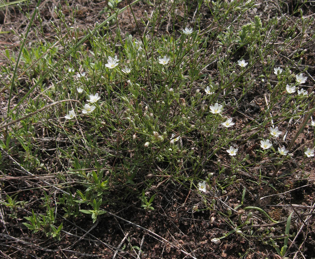 Изображение особи Minuartia leiosperma.