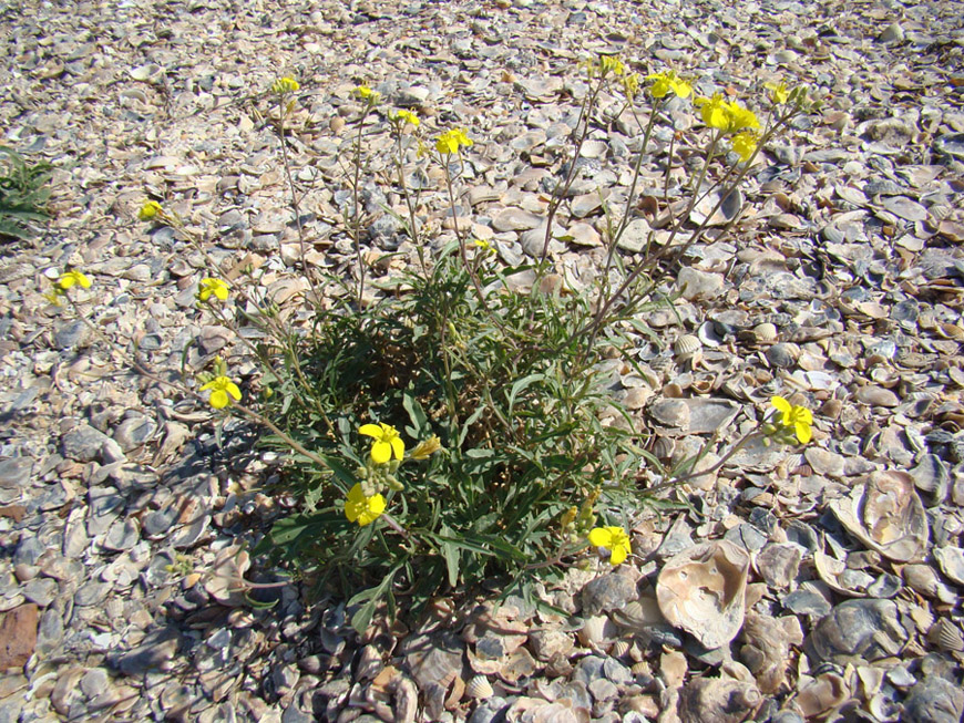 Изображение особи Diplotaxis tenuifolia.