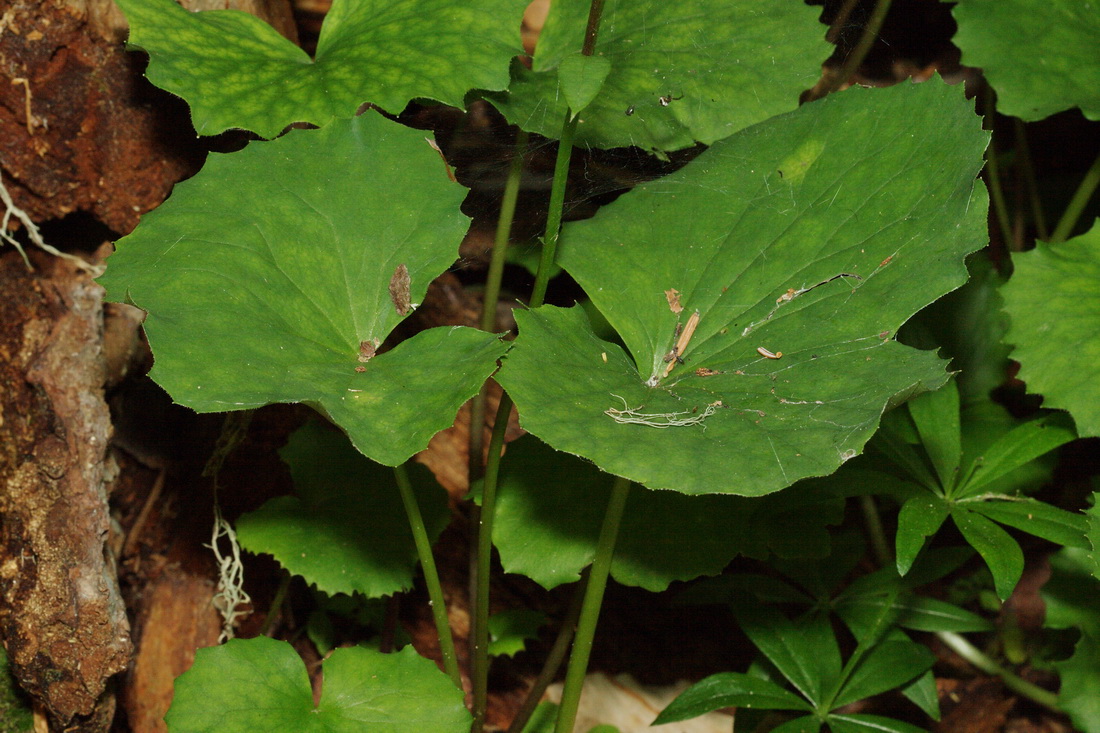 Изображение особи Dolichorrhiza renifolia.