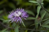 Centaurea salicifolia