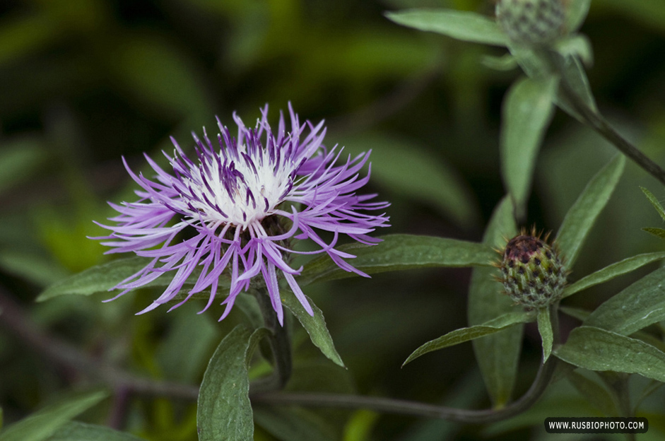 Изображение особи Centaurea salicifolia.