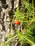 Asparagus verticillatus. Веточка с плодом. Краснодарский край, Черноморское побережье Кавказа, Новороссийск, окрестности мыса Шесхарис, светлый пушистодубовый лес. 23 октября 2010 г.