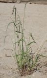 Elymus sibiricus