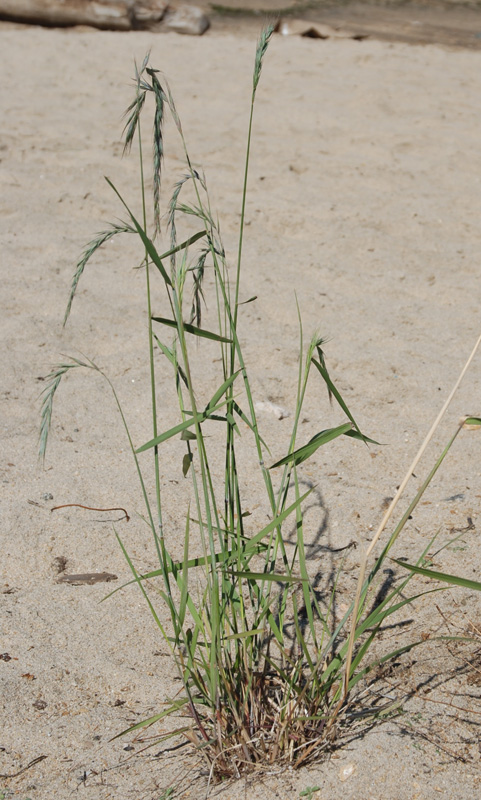 Image of Elymus sibiricus specimen.