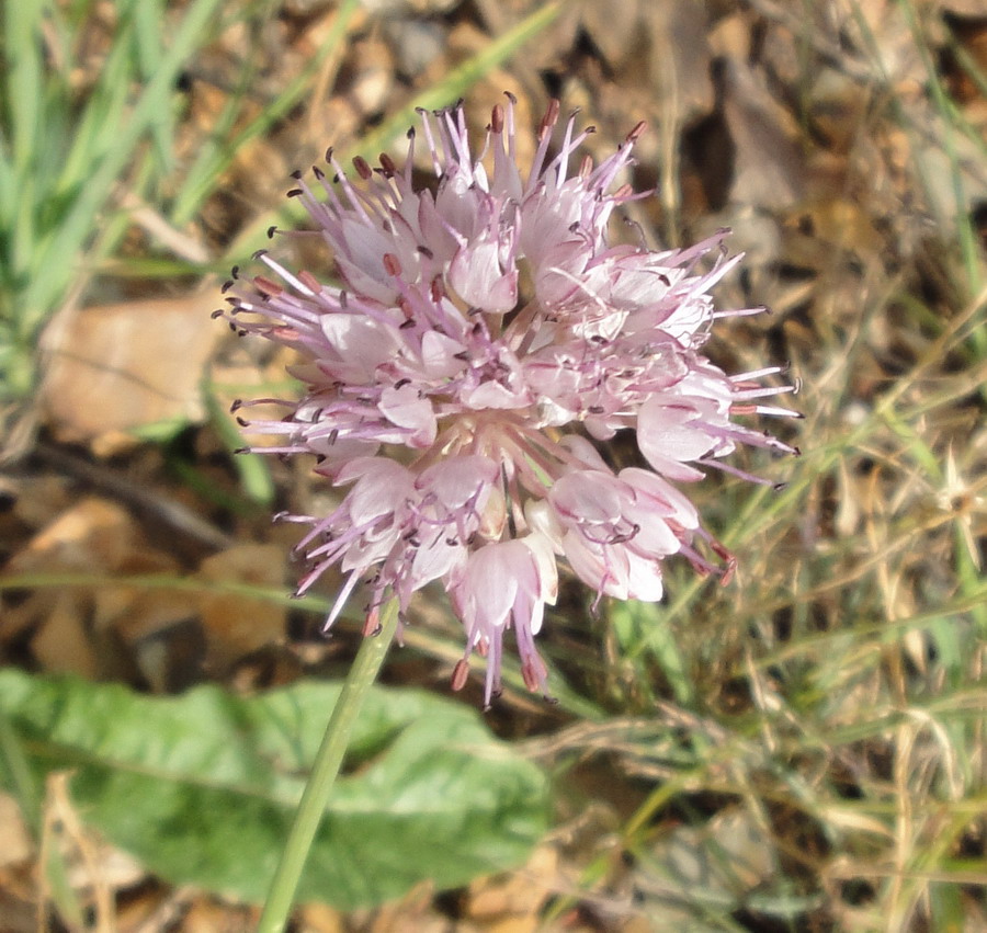 Image of Allium szovitsii specimen.