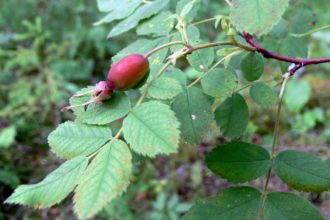 Image of Rosa acicularis specimen.