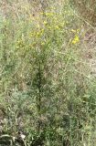 Senecio borysthenicus. Цветущее растение. Украина, Запорожье, южная часть о-ва Хортица, у дороги вдоль залежи. 14.07.2011.