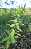 Euphorbia borodinii