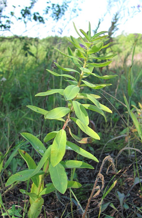 Изображение особи Euphorbia borodinii.