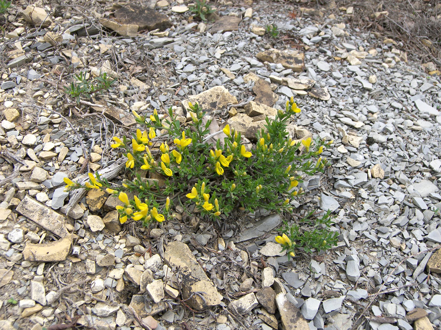 Image of Genista albida specimen.