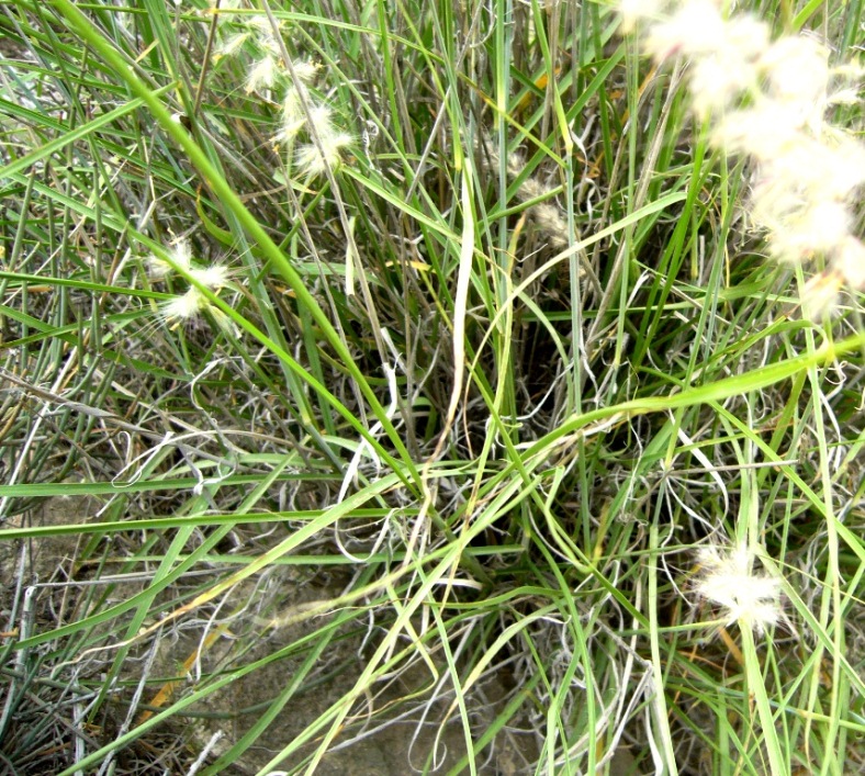 Image of Pennisetum orientale specimen.