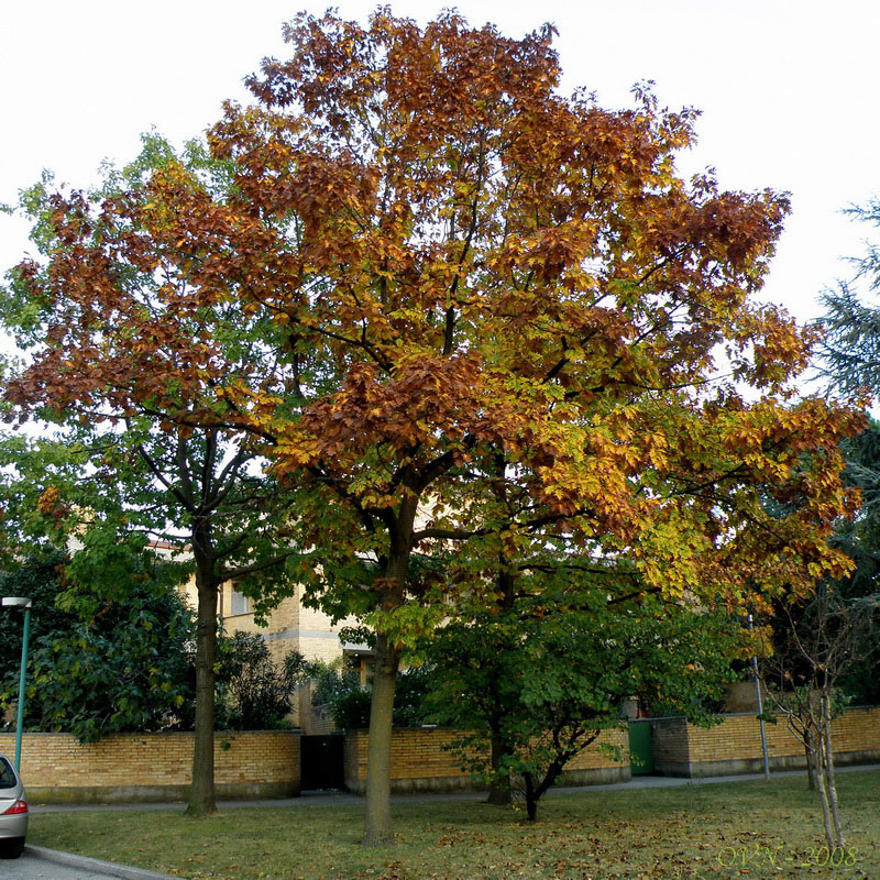 Изображение особи Quercus robur.