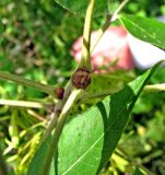 Fraxinus pennsylvanica