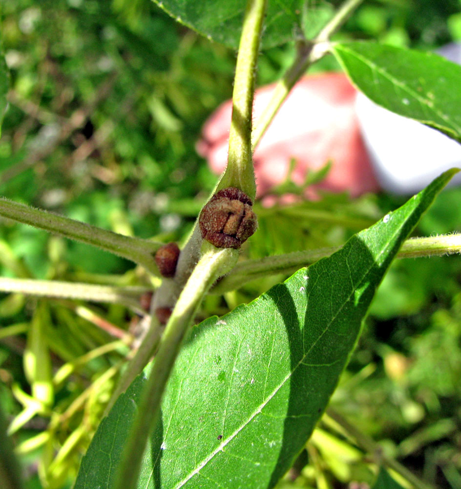 Image of Fraxinus pennsylvanica specimen.