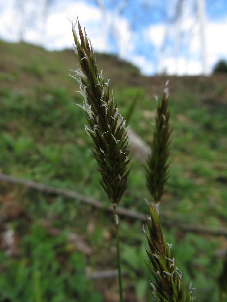 Image of Anthoxanthum odoratum specimen.