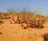 Rumex pictus
