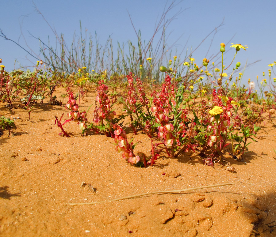 Image of Rumex pictus specimen.