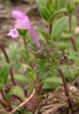 Lamium amplexicaule. Верхушка цветущего растения. Крым, Симферополь, Марьино, степной склон. 14 апреля 2012 г.