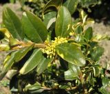 Buxus sempervirens. Часть ветви с бутонами. Крым, Ялта, Приморский парк, в культуре. 3 апреля 2012 г.