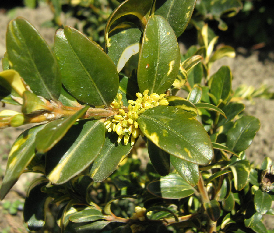 Изображение особи Buxus sempervirens.