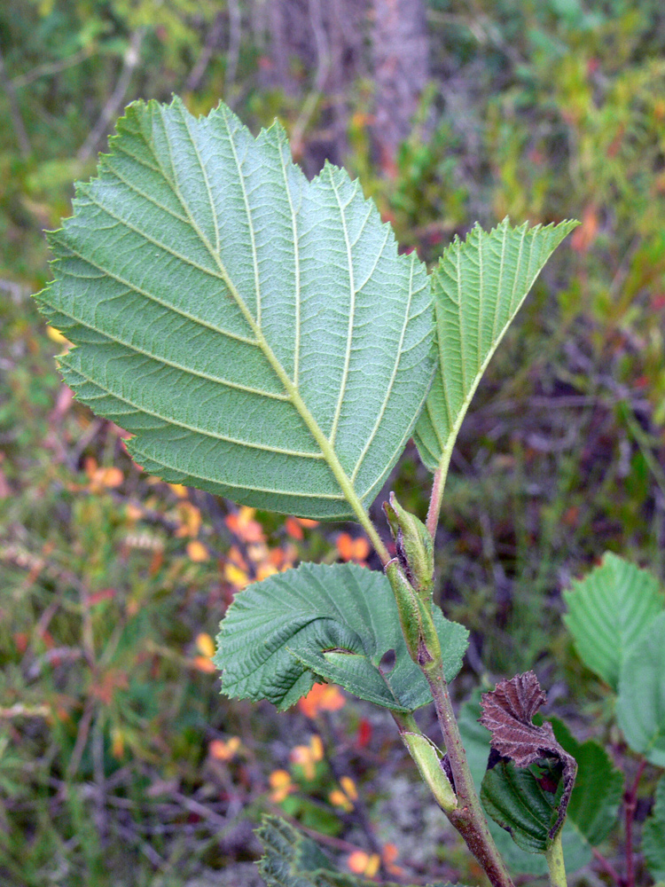 Изображение особи Alnus incana.