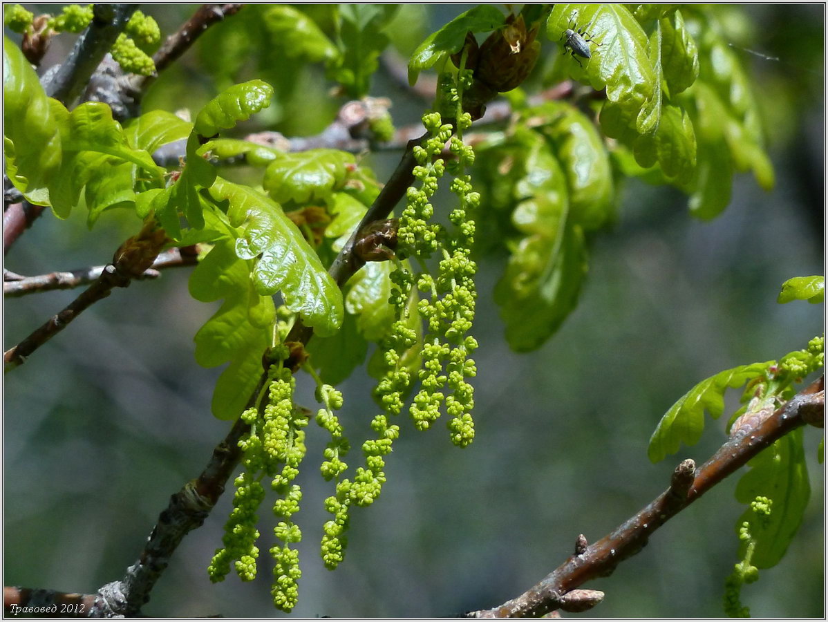 Image of Quercus robur specimen.