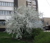 Prunus cerasifera. Цветущее растение. Украина, г. Киев, Южная Борщаговка, просп. Академика Королёва, в культуре. 24 апреля 2012 г.