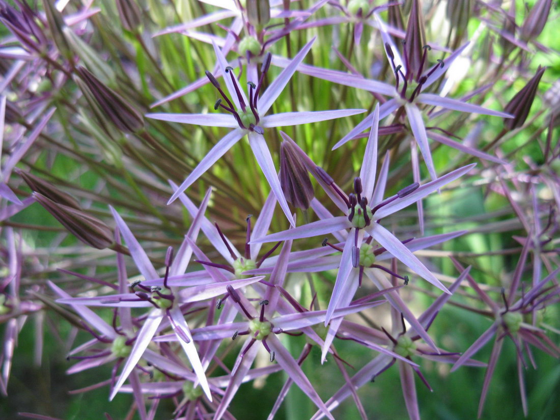 Image of Allium cristophii specimen.