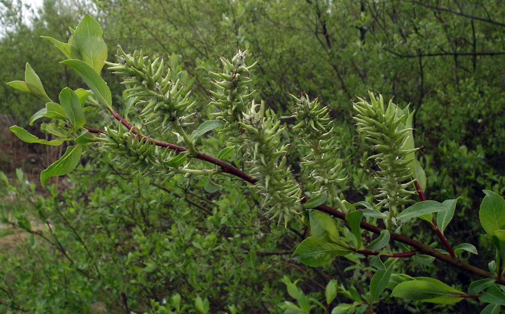 Изображение особи Salix &times; tetrapla.