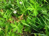 Geranium sibiricum