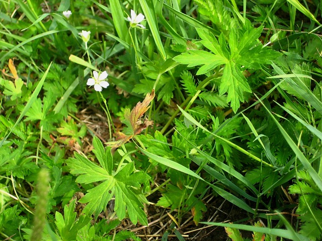 Изображение особи Geranium sibiricum.