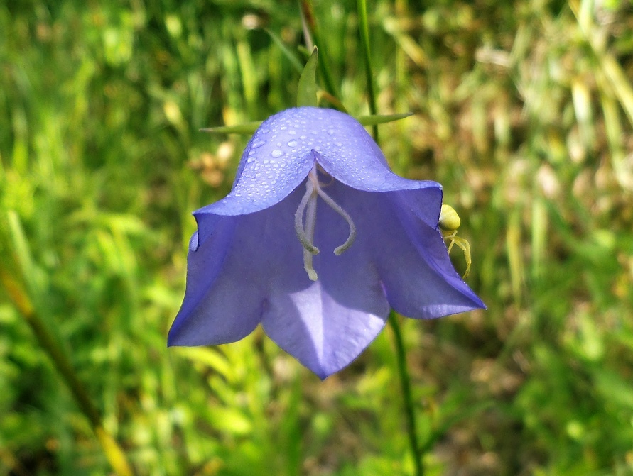 Image of Campanula persicifolia specimen.