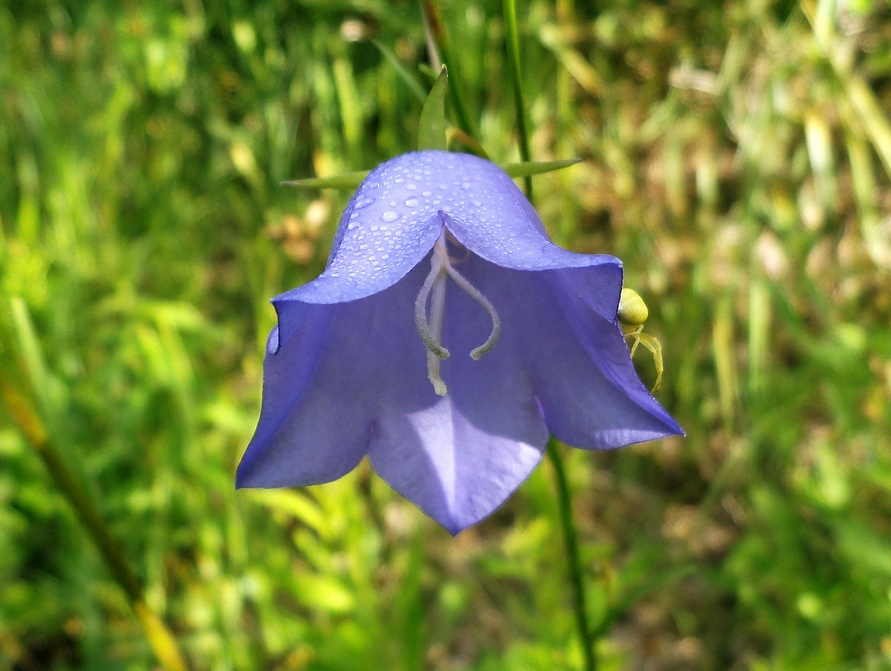 Изображение особи Campanula persicifolia.