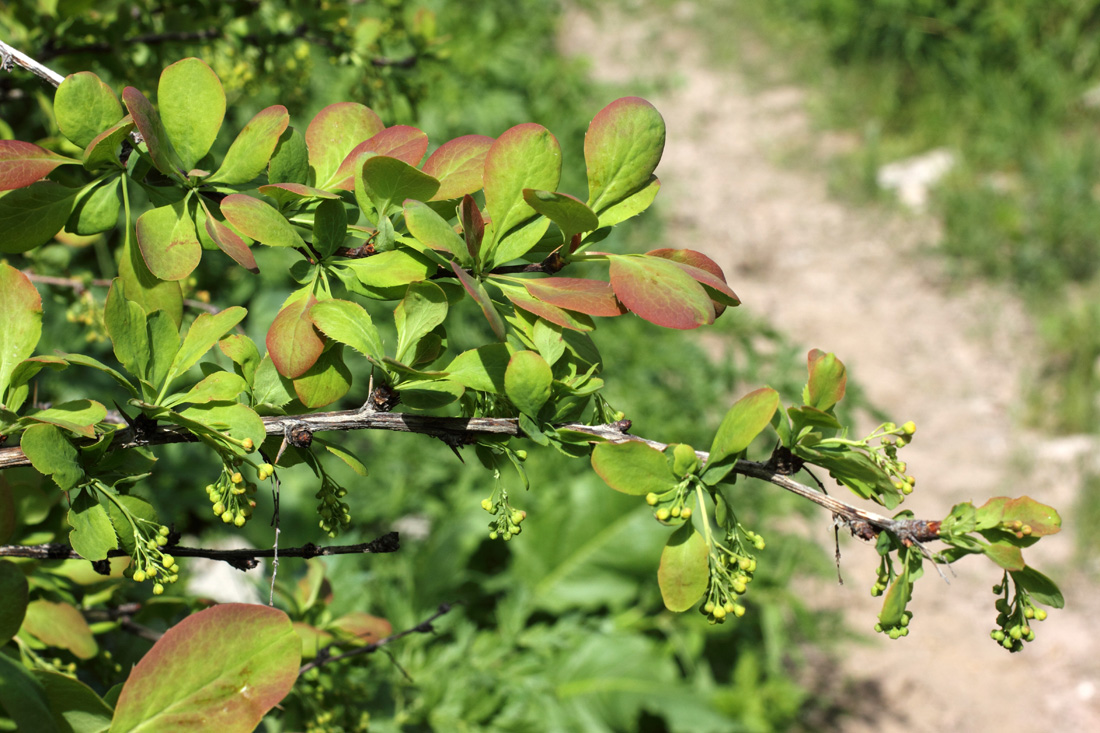 Изображение особи Berberis integerrima.