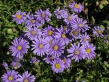 Aster amellus